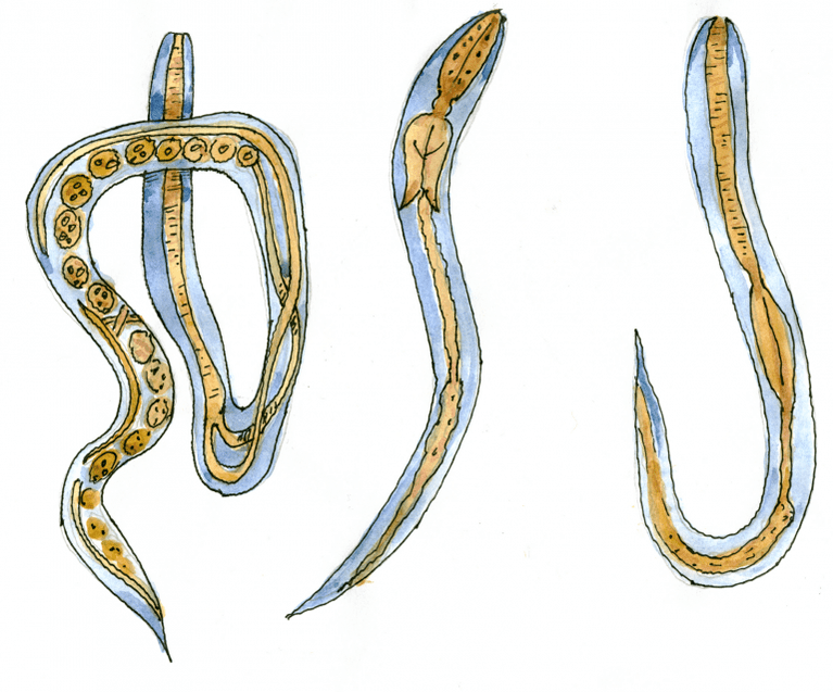 Ugrica soolestikus