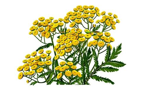 tansy parasiitide eemaldamiseks